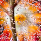 Drops e Flowers Gocce e Fiori Riflessi by Mario Nicorelli con Nikon D300s macro fotografia