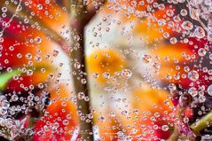 Drops e Flowers Gocce e Fiori Riflessi by Mario Nicorelli con Nikon D300s macro fotografia