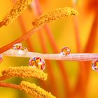 Drops e Flowers Gocce e Fiori Riflessi by Mario Nicorelli con Nikon D300s macro fotografia