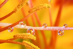 Drops e Flowers Gocce e Fiori Riflessi by Mario Nicorelli con Nikon D300s macro fotografia