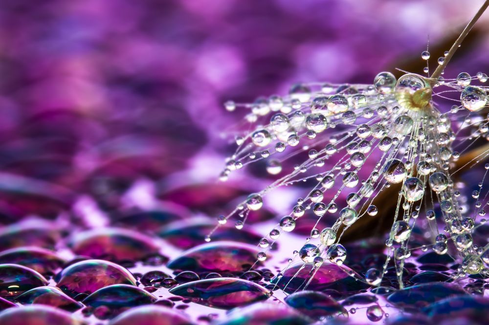 Drops e Flowers Gocce e Fiori Riflessi by Mario Nicorelli con Nikon D300s macro fotografia