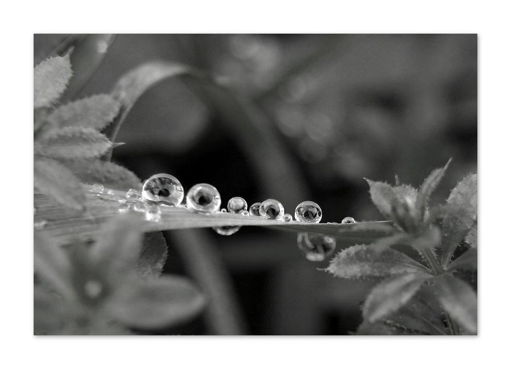 drops