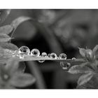 drops