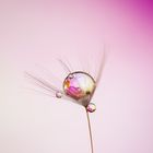 Drops & Flowers gocce e riflessi by Mario Nicorelli con Nikon D300s macro fotografia