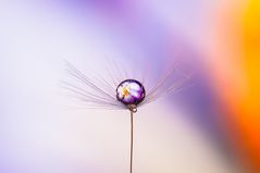 Drops & Flowers gocce e riflessi by Mario Nicorelli con Nikon D300s macro fotografia