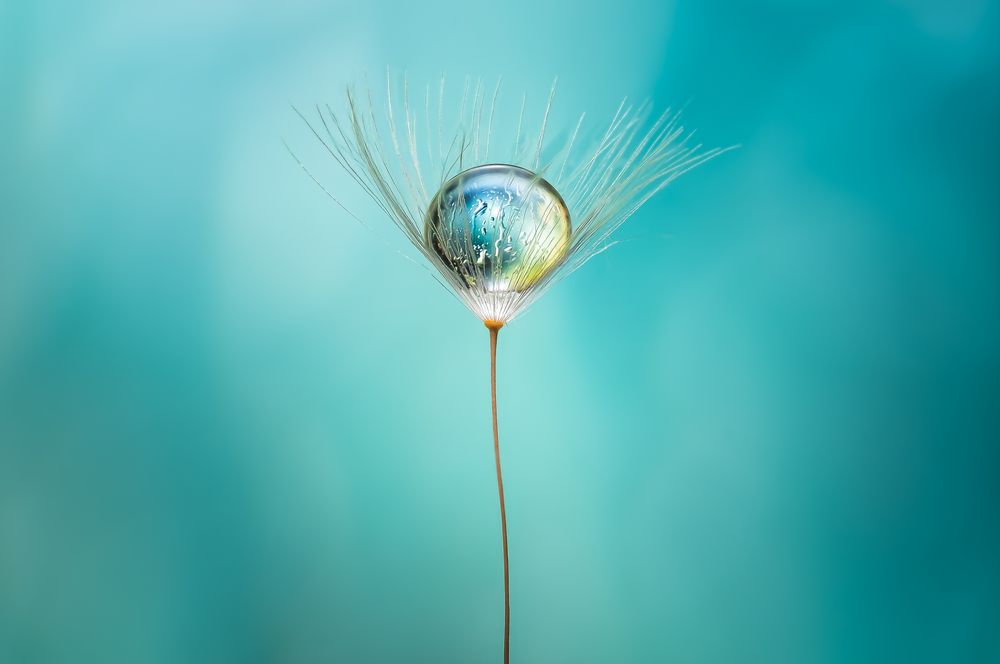 Drops & Flowers gocce e riflessi by Mario Nicorelli con Nikon D300s macro fotografia