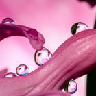 Drops & Flowers gocce e riflessi by Mario Nicorelli con Nikon D300s macro fotografia