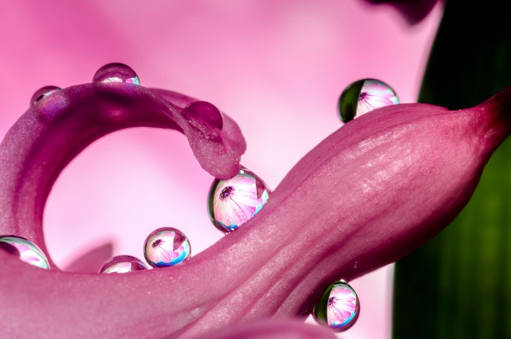 Drops & Flowers gocce e riflessi by Mario Nicorelli con Nikon D300s macro fotografia