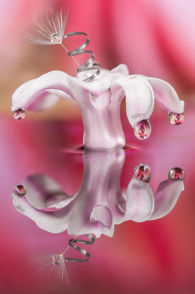 Drops & Flowers gocce e riflessi by Mario Nicorelli con Nikon D300s macro fotografia