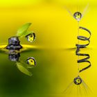 Drops & Flowers gocce e riflessi by Mario Nicorelli con Nikon D300s macro fotografia