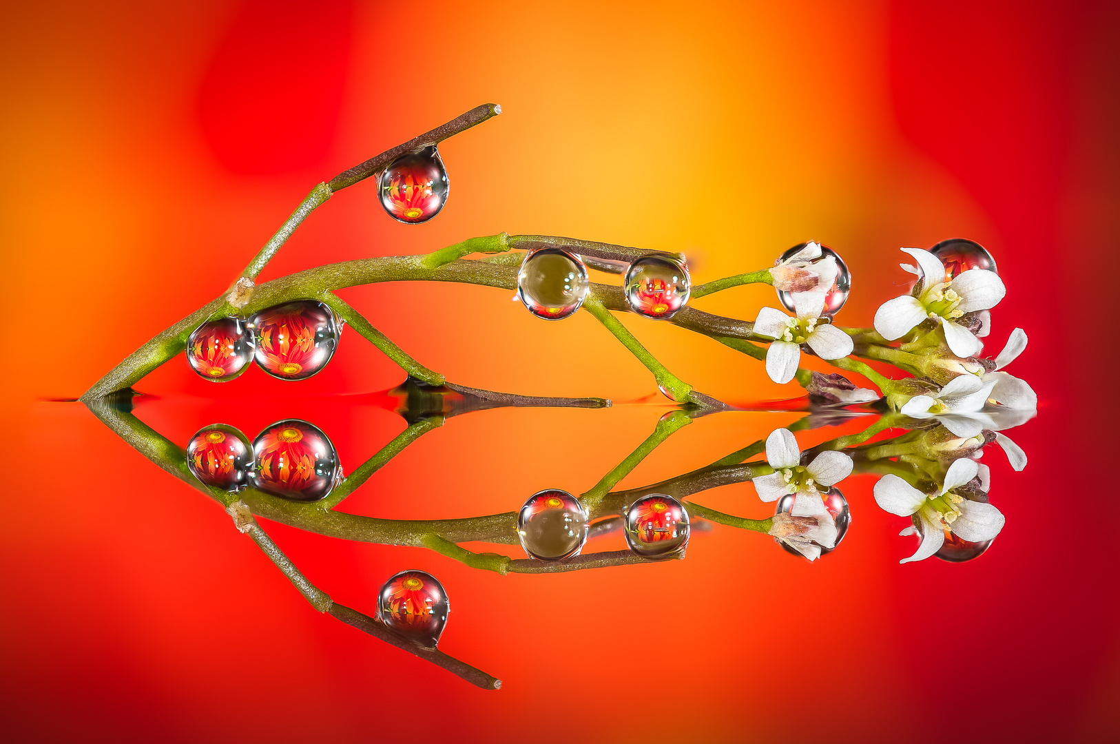 Drops & Flowers gocce e riflessi by Mario Nicorelli con Nikon D300s macro fotografia