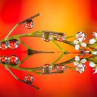 Drops & Flowers gocce e riflessi by Mario Nicorelli con Nikon D300s macro fotografia