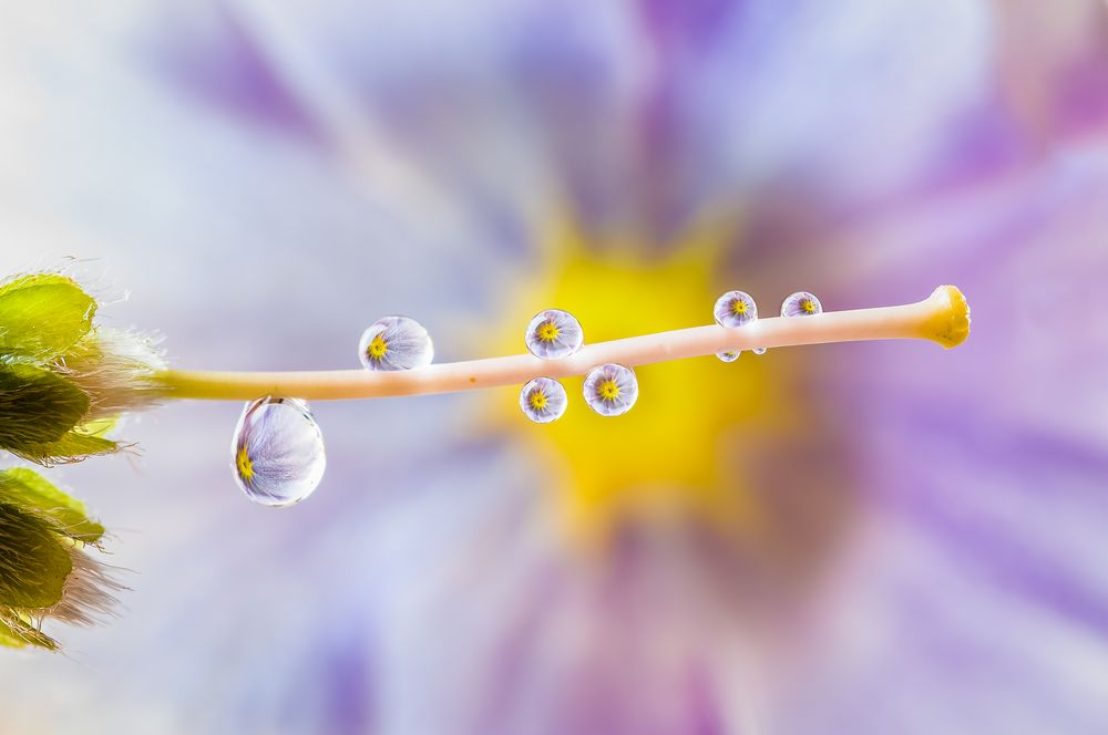 Drops & Flowers gocce e riflessi by Mario Nicorelli con Nikon D300s macro fotografia