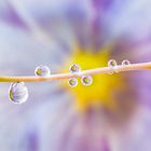 Drops & Flowers gocce e riflessi by Mario Nicorelli con Nikon D300s macro fotografia