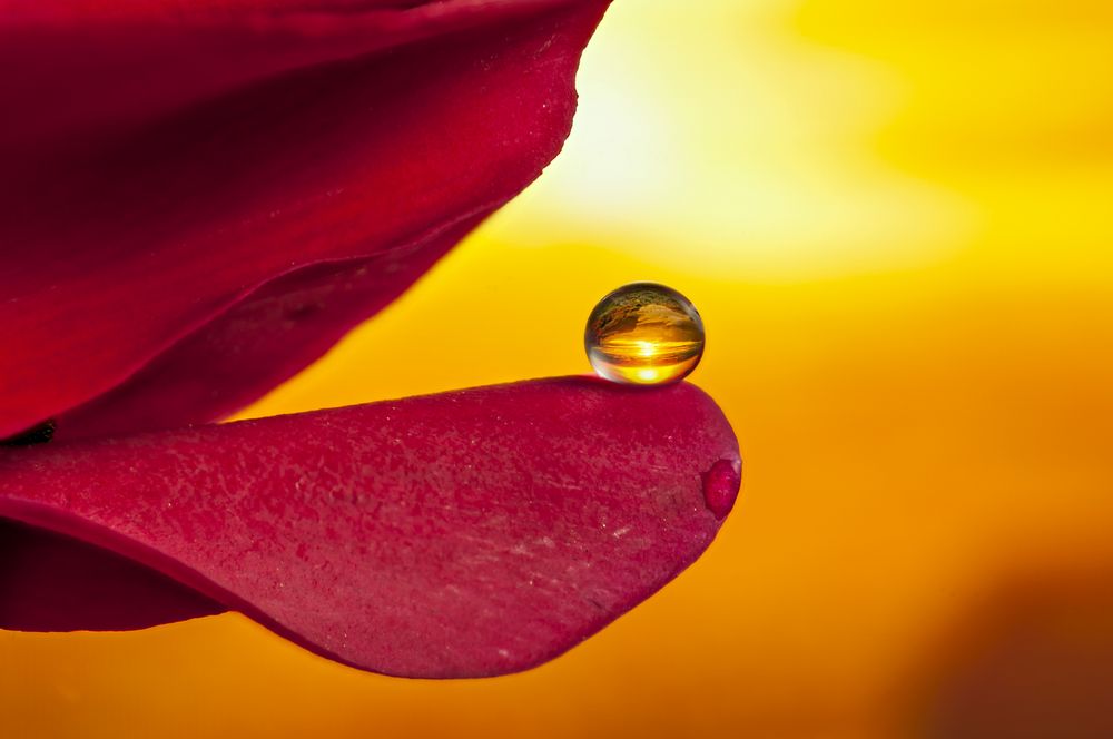 Drops & Flowers gocce e riflessi by Mario Nicorelli con Nikon D300s macro fotografia