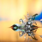 Drops & Flowers gocce e riflessi by Mario Nicorelli con Nikon D300s macro fotografia