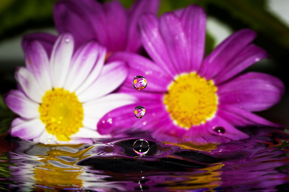 Drops & Flowers gocce e riflessi by Mario Nicorelli con Nikon D300s macro fotografia