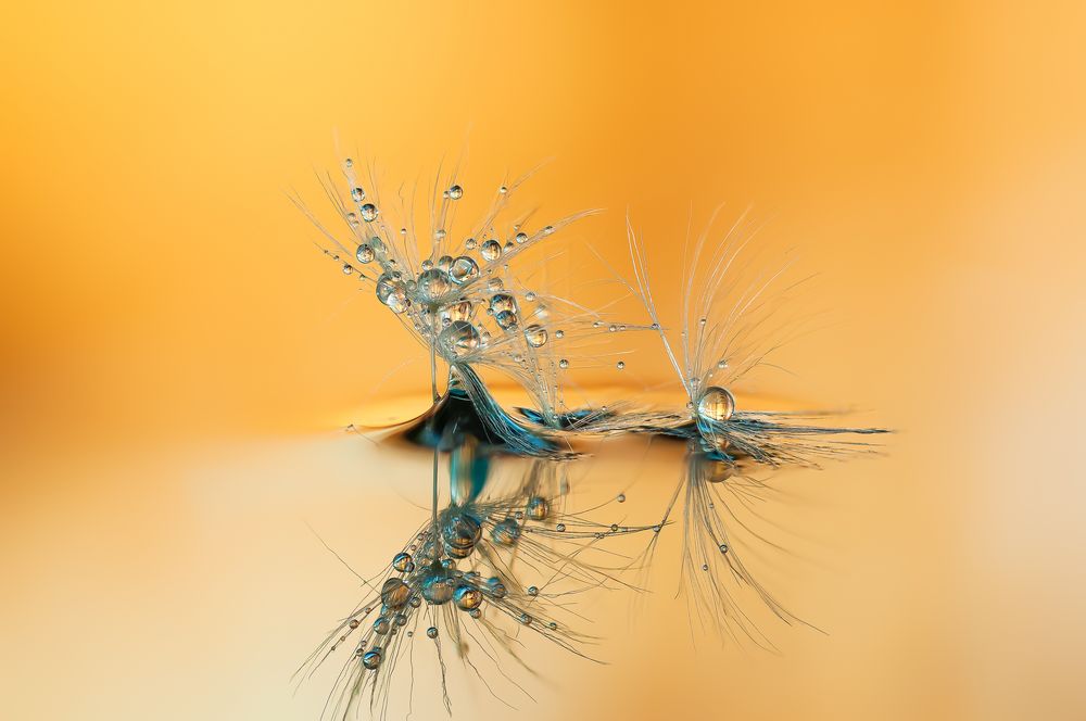 Drops & Flowers gocce e riflessi by Mario Nicorelli con Nikon D300s macro fotografia