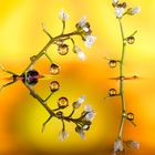 Drops & Flowers gocce e riflessi by Mario Nicorelli con Nikon D300s macro fotografia