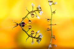 Drops & Flowers gocce e riflessi by Mario Nicorelli con Nikon D300s macro fotografia