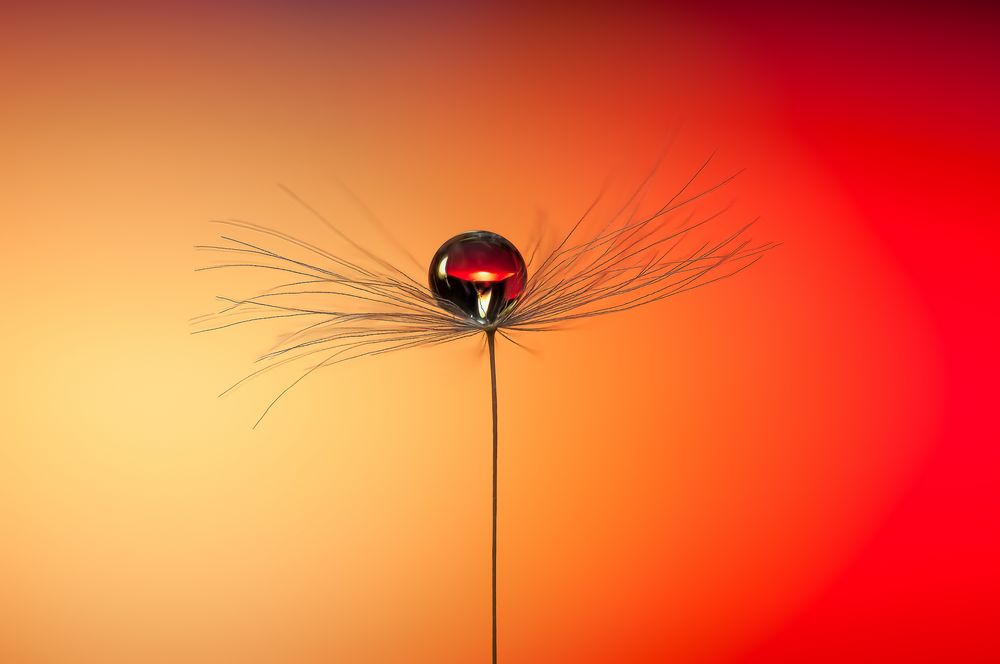 Drops & Flowers gocce e riflessi by Mario Nicorelli con Nikon D300s macro fotografia