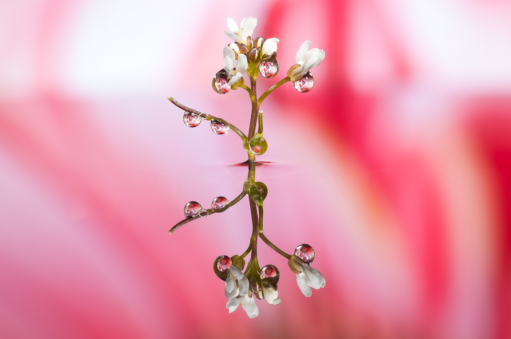 Drops & Flowers gocce e riflessi by Mario Nicorelli con Nikon D300s macro fotografia