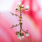 Drops & Flowers gocce e riflessi by Mario Nicorelli con Nikon D300s macro fotografia