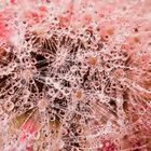 Drops & Flowers gocce e riflessi by Mario Nicorelli con Nikon D300s macro fotografia