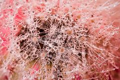 Drops & Flowers gocce e riflessi by Mario Nicorelli con Nikon D300s macro fotografia