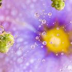 Drops & Flowers gocce e riflessi by Mario Nicorelli con Nikon D300s macro fotografia