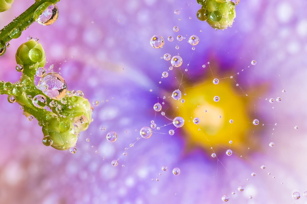 Drops & Flowers gocce e riflessi by Mario Nicorelli con Nikon D300s macro fotografia