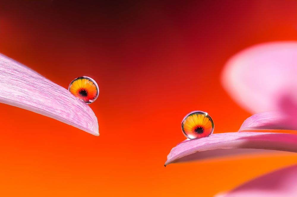 Drops & Flowers gocce e riflessi by Mario Nicorelli con Nikon D300s macro fotografia