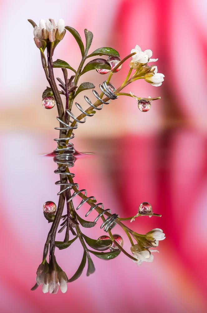 Drops & Flowers gocce e riflessi by Mario Nicorelli con Nikon D300s macro fotografia