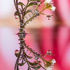 Drops & Flowers gocce e riflessi by Mario Nicorelli con Nikon D300s macro fotografia