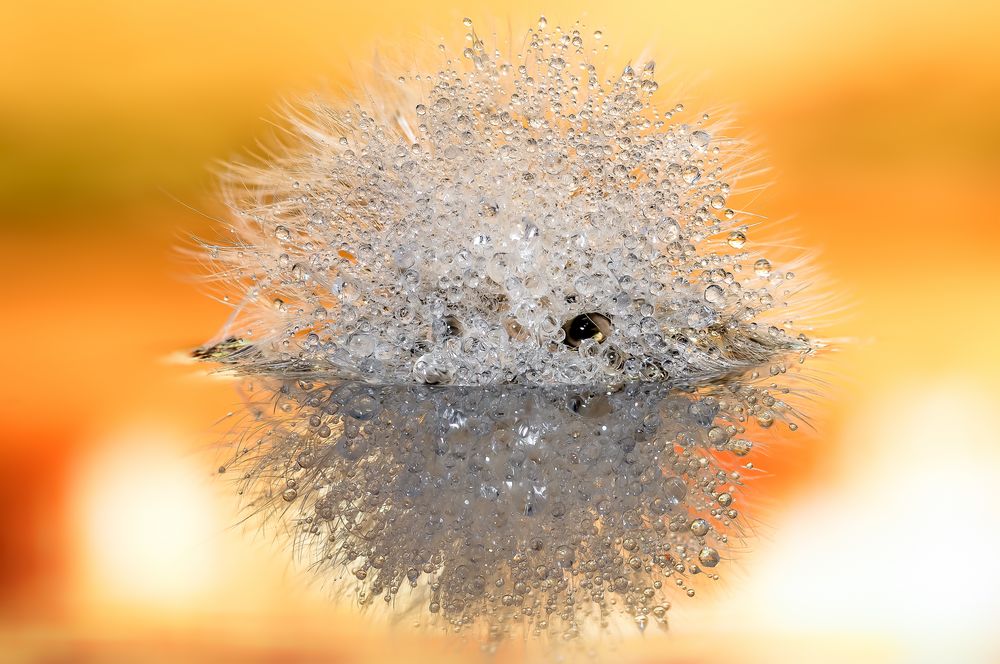 Drops & Flowers gocce e riflessi by Mario Nicorelli con Nikon D300s macro fotografia