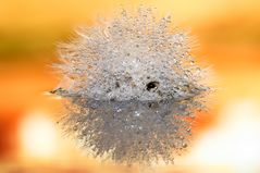 Drops & Flowers gocce e riflessi by Mario Nicorelli con Nikon D300s macro fotografia