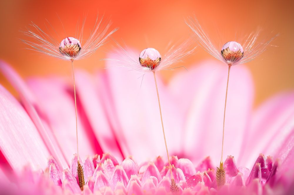 Drops & Flowers gocce e riflessi by Mario Nicorelli con Nikon D300s macro fotografia