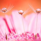 Drops & Flowers gocce e riflessi by Mario Nicorelli con Nikon D300s macro fotografia