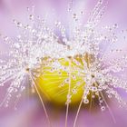 Drops & Flowers gocce e riflessi by Mario Nicorelli con Nikon D300s macro fotografia