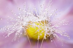 Drops & Flowers gocce e riflessi by Mario Nicorelli con Nikon D300s macro fotografia