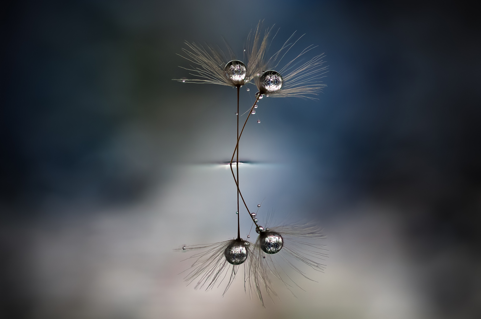 Drops & Flowers gocce e riflessi by Mario Nicorelli con Nikon D300s macro fotografia