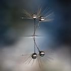 Drops & Flowers gocce e riflessi by Mario Nicorelli con Nikon D300s macro fotografia