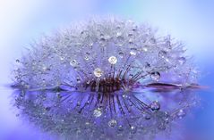 Drops & Flowers gocce e riflessi by Mario Nicorelli con Nikon D300s macro fotografia