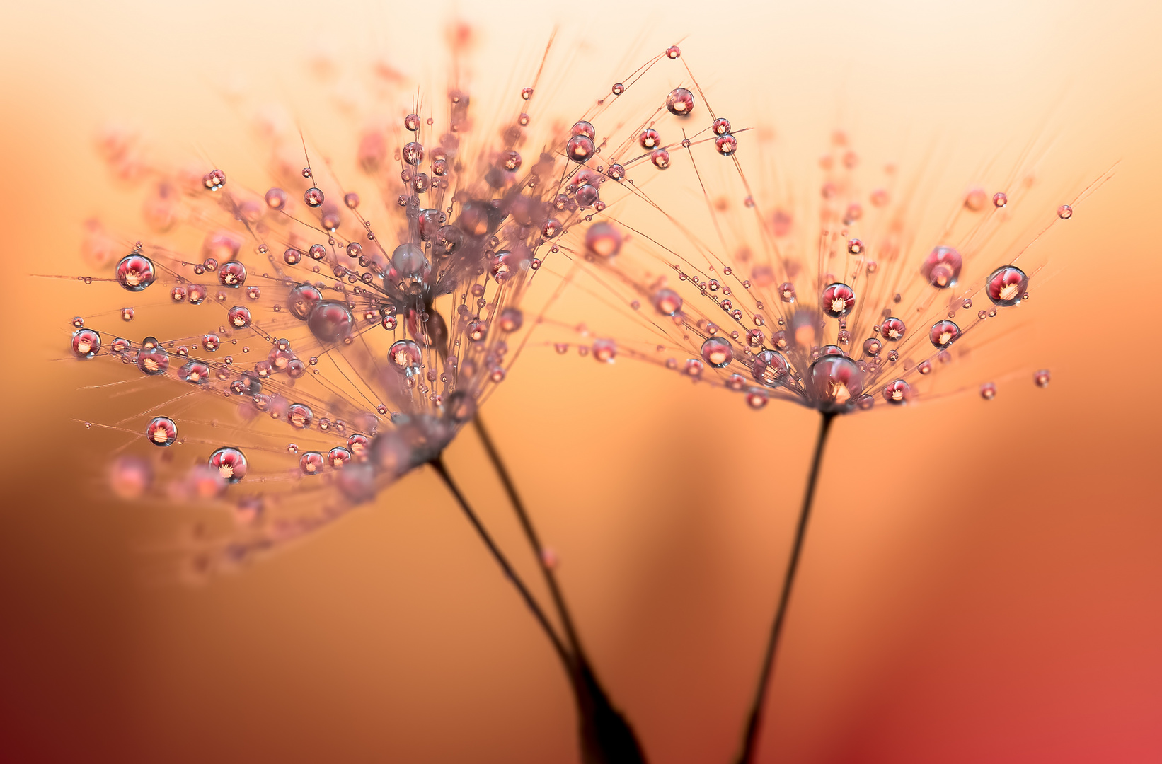 Drops Flowers Gocce Fiori Riflessi Mario jr Nicorelli macro fotografia Macro Photography