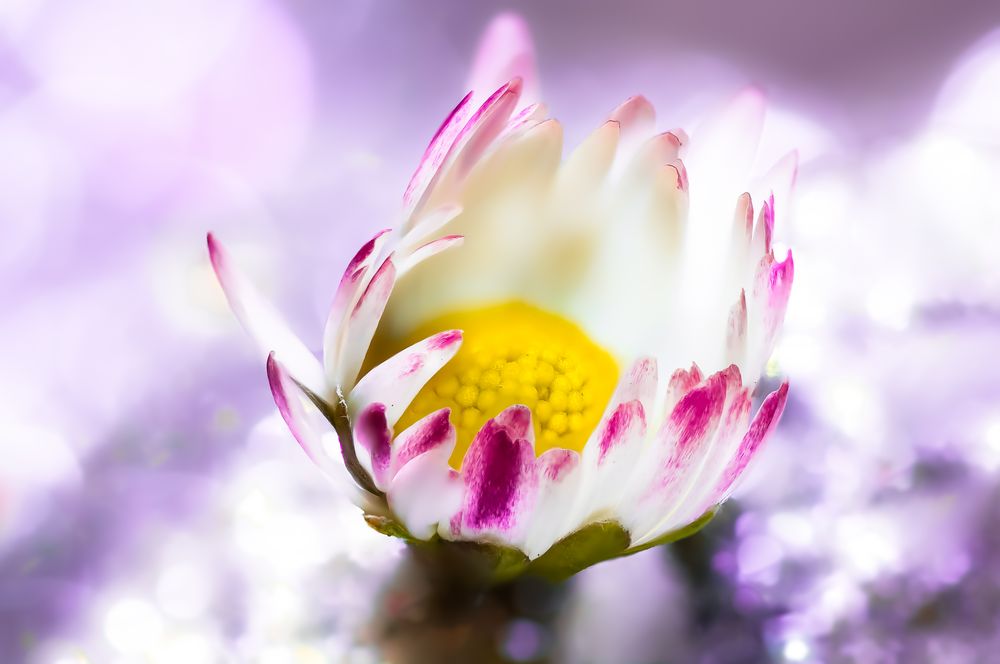 Drops Flowers Gocce Fiori Riflessi Mario jr Nicorelli macro fotografia Macro Photography