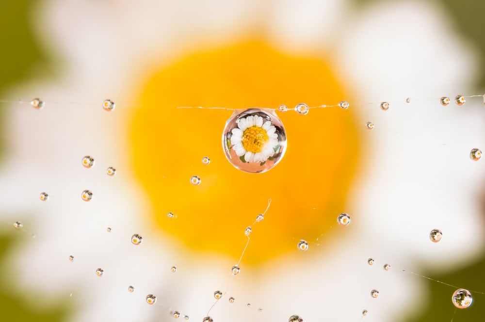 Drops Flowers Gocce Fiori Riflessi Mario Nicorelli