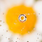 Drops Flowers Gocce Fiori Riflessi Mario Nicorelli