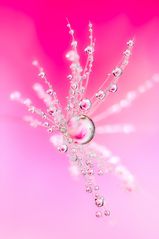 Drops Flowers Gocce Fiori Riflessi Mario Nicorelli