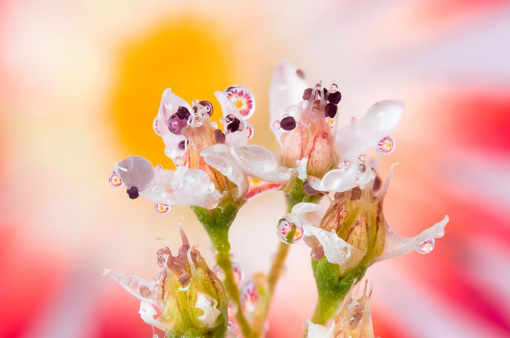 Drops Flowers Gocce Fiori Riflessi Mario Nicorelli