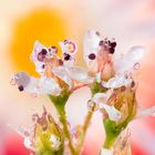 Drops Flowers Gocce Fiori Riflessi Mario Nicorelli